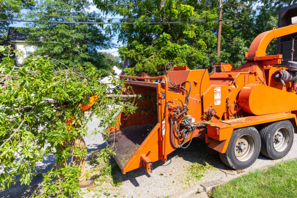 Large Tree Removal in Dearborn Heights, MI